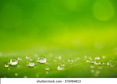 Natural background, fresh green leaf texture and water drops 