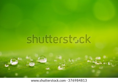 Natural background, fresh green leaf texture and water drops 