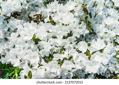 Natural Background Of Fresh White Spring Rhododendron Flowers. Azalea Bush In May