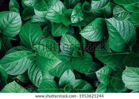 Natural background of green hydrangea leaves with vintage filter