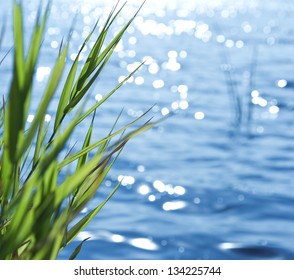 Natural background of green reeds against sparkling water