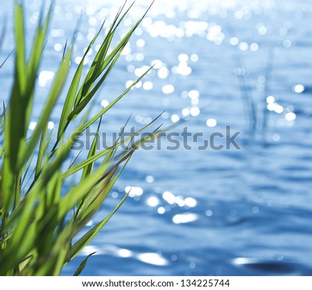 Natural background of green reeds against sparkling water