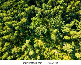 Natural background of green trees of the forest on a sunny summer day. The concept of a healthy environment. Aerial view from the drone - Shutterstock ID 1370966786