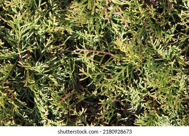 Natural Background Of Juniper Shrub Branches On Sunny Day