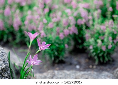 Garden Bakery Stock Photos Images Photography Shutterstock