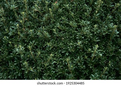 Natural Background Of Leaves - Laurel Hedge