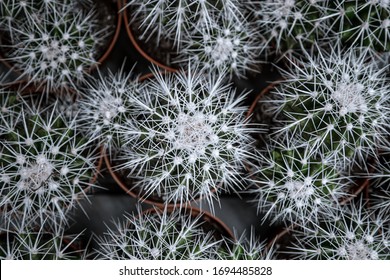 Natural background with lots of small cacti . The concept of a natural plant background.