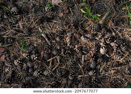 Natural background made of lots of pine cones on the ground sunlit by bright sun beams in coniferous wood. Top view, above and high angle 
