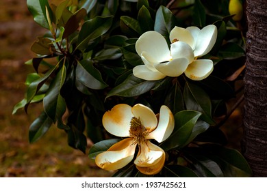 natural background of magnolia flowers close-up with green leaves