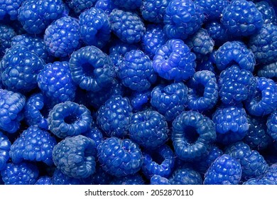 Natural Background Of Many Ripe Unusual Blue Fragrant Raspberry Berries, Texture Patter, Blue Raspberries As Food Background.