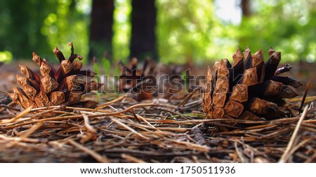 Natural background. Pine cones on dry pine needles.