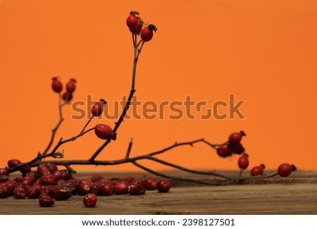 Wallflower. Fruit