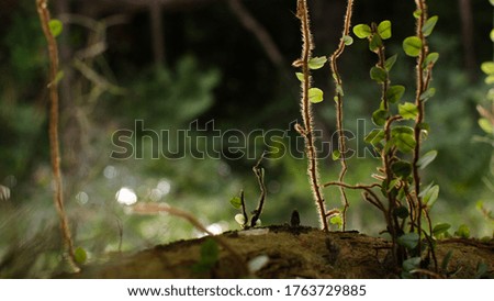 Natural background with selective focus