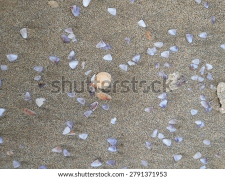 Natural background of small broken shells on a sandy beach.