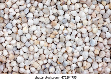 Natural Background Of Small White Sea Shells