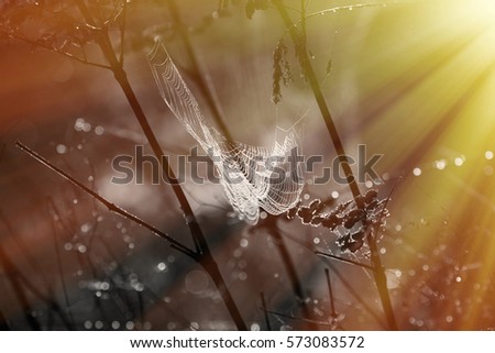 roll Colour photo