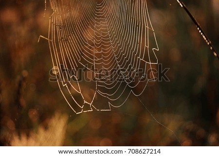 Similar – Image, Stock Photo Pieces of tree wood bark covered by a thin layer of snow in sunlight