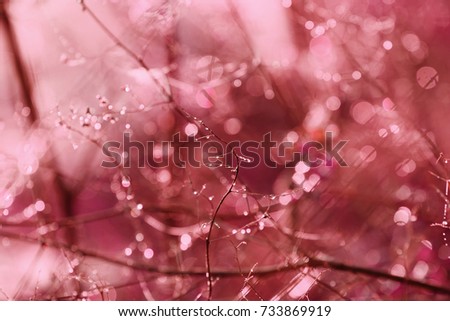 Similar – Image, Stock Photo cherry blossom festival