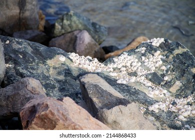 natural background stone covered with small shells on the seasho
