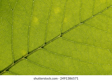 natural background texture leaf close up

