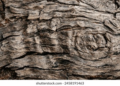 natural background of tree bark texture - Powered by Shutterstock