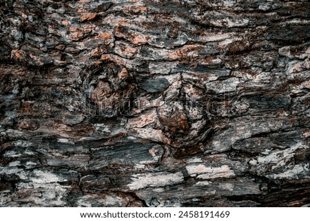 Similar – burnt tree bark after a forest fire