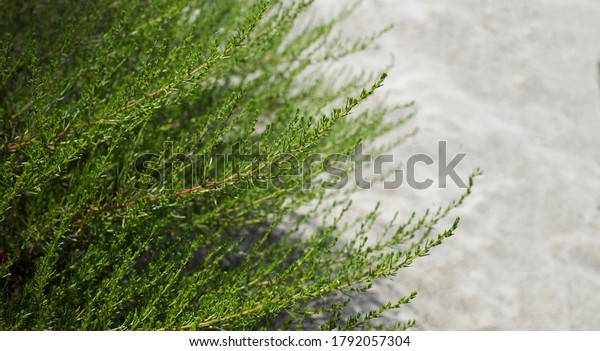  Natural background of two colors.
Green grass and light sand. Contrasts in
nature.