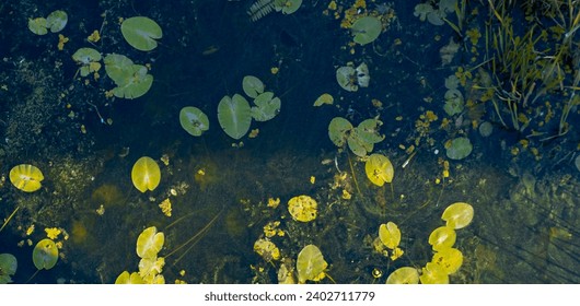Natural background of water lilies pads , floating on  river surface 