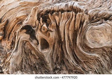  Natural background of weathered old wood beached driftwood closeup.