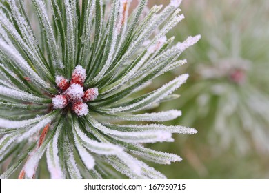 Natural background from winter forest. Close up of The Pine (Pinus sylvestris). - Powered by Shutterstock