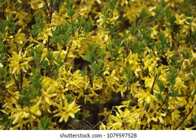 natural background of yellow flowers and green leaves