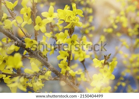 Natural background of yellow spring flowers. Closeup of blooming Forsythia twigs on a bright spring day. Springtime concept and springtime background.