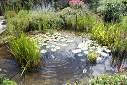 Natural Backyard Water Pond With Water Plants And Small Water Fountain