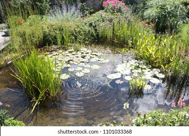 Bilder Stockfotos Und Vektorgrafiken Teichpflanzen Shutterstock