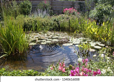 Natural Backyard Water Pond With Water Plants And Small Water Fountain In Backyard