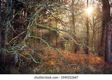 Natural Ballad In The Woods