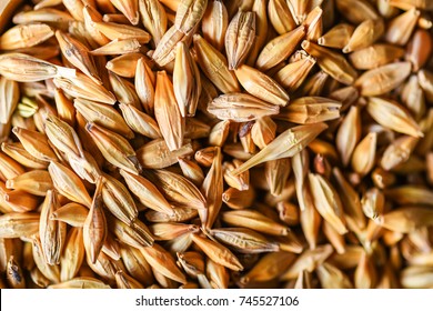 Natural Barley Grains For Background