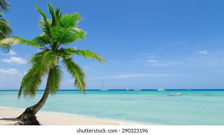 Natural Beach Palm Tree Dominican Republic Stock Photo 290323196 ...