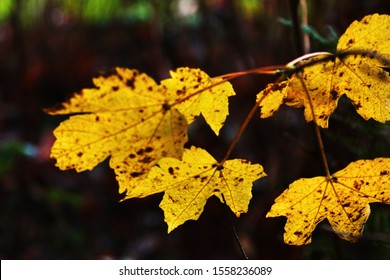 natural beautiful autumn season image with yellow leaves 