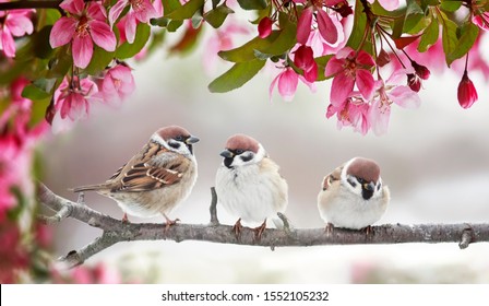 natural beautiful background with three small funny birds sparrows sitting on a branch blooming with pink buds in a may spring garden