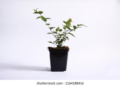 Natural beautiful, healthy seedlings of highbush blueberry on a white background - Powered by Shutterstock