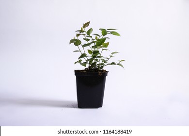 Natural beautiful, healthy seedlings of highbush blueberry on a white background - Powered by Shutterstock