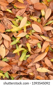 natural beautiful pattern and background with leaf and fallen leaves