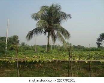 Natural Beauty Of Bangladesh Country Site