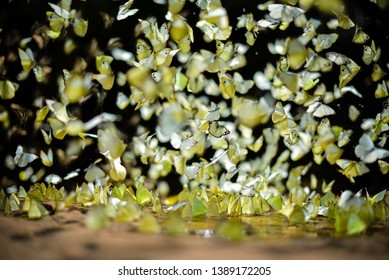 Natural Beauty Of Butterflies Swarm Of Yellow