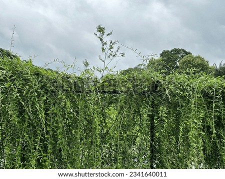 Similar – Image, Stock Photo Secret garden Calm