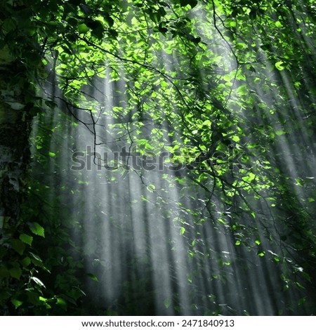 Similar – Image, Stock Photo sunrays Environment Nature