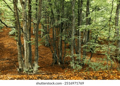 Natural Beauty Trees, Leaves, and Fire Hydrant in a Forest Scene Full of Tranquility and Serenity - Powered by Shutterstock