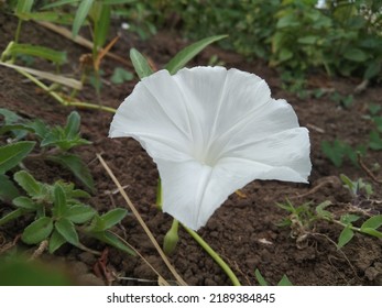 Natural beauty of the white flower in the field ground of this morning - Shutterstock ID 2189384845