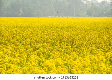 The natural beauty of Yellow – Mustard Field for Bangladesh - Powered by Shutterstock